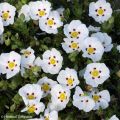 Zistrose Decumbens - Cistus lusitanicus