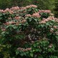 Arbre de la chance - Clerodendrum trichotomum, clérodendron