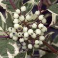 Cornus alba Sibirica Variegata - Tatarischer Hartriegel