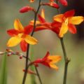 Crocosmia ou montbretia Fire King