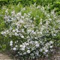 Diosma hirsuta Pink Fountain - Götterduft