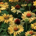 Echinacea Aloha - Echinacée