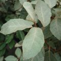 Elaeagnus ebbingei - Chalef de Ebbing