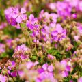 Geranium cantabrigiense Cambridge - Cambridge Storchschnabel