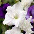 Glaïeul ou Gladiolus White Prosperity