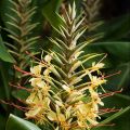 Hedychium gardnerianum - Longose