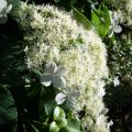 Hortensia grimpant - Hydrangea petiolaris