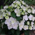 Hortensia - Hydrangea Runaway Bride