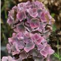 Hortensia - Hydrangea macrophylla Baron Pourpre