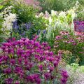 Monarda Scorpion - Indianernessel