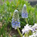 Muscari aucheri Ocean Magic