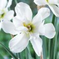 Narcissus poeticus Albus Plenus Odoratus