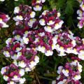 Nemesia Sunpeddle Painted Rose