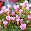 Zweifarbiger Sauerklee Autumn Pink - Oxalis versicolor