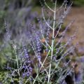 Blauraute Little Spire - Perovskia atriplicifolia