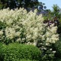 Bergknöterich - Persicaria polymorpha