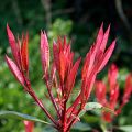 Photinia fraseri Red Robin