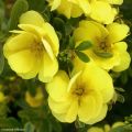 Fingerstrauch Double Punch Gold - Potentilla fruticosa