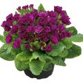 Primula Belarina Beaujolais - Kissenprimel