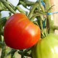 Fleischtomate Cuor di Bue Bio (Veredelte Tomate)