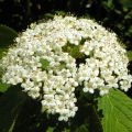 Wolliger Schneeball - Viburnum lantana