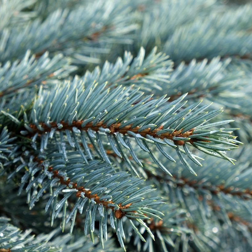 Picea pungens Karpaten (Laub)