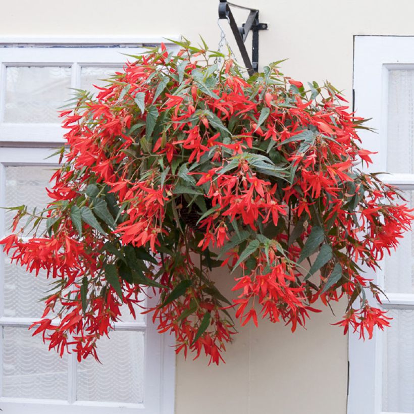 Begonie (Samen) - Begonia boliviensis (Hafen)