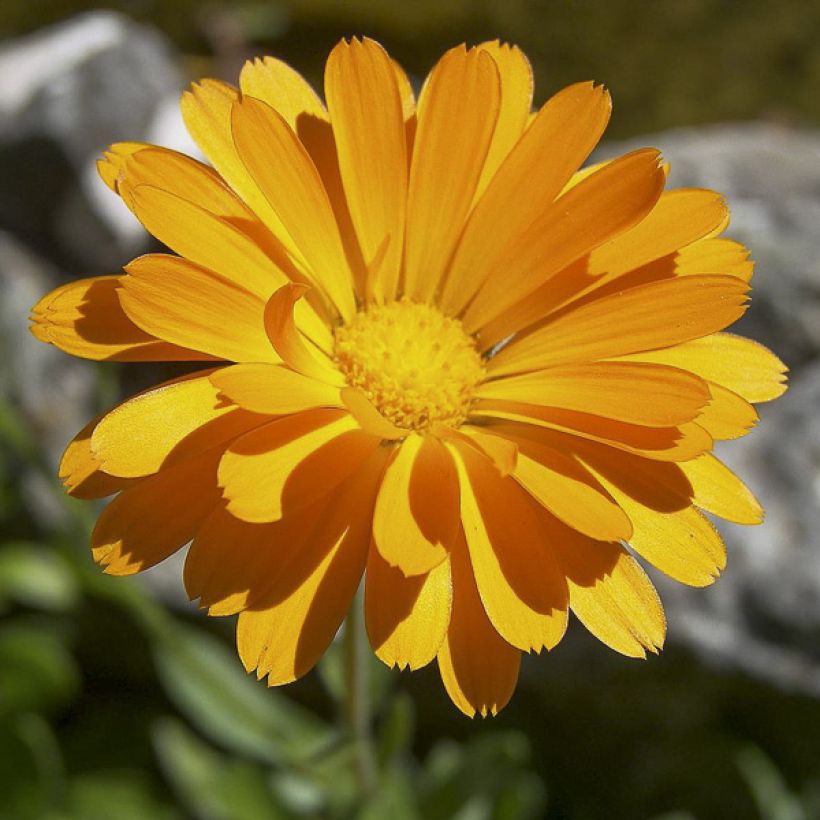 Garten-Ringelblume - Calendula officinalis (Samen) (Blüte)