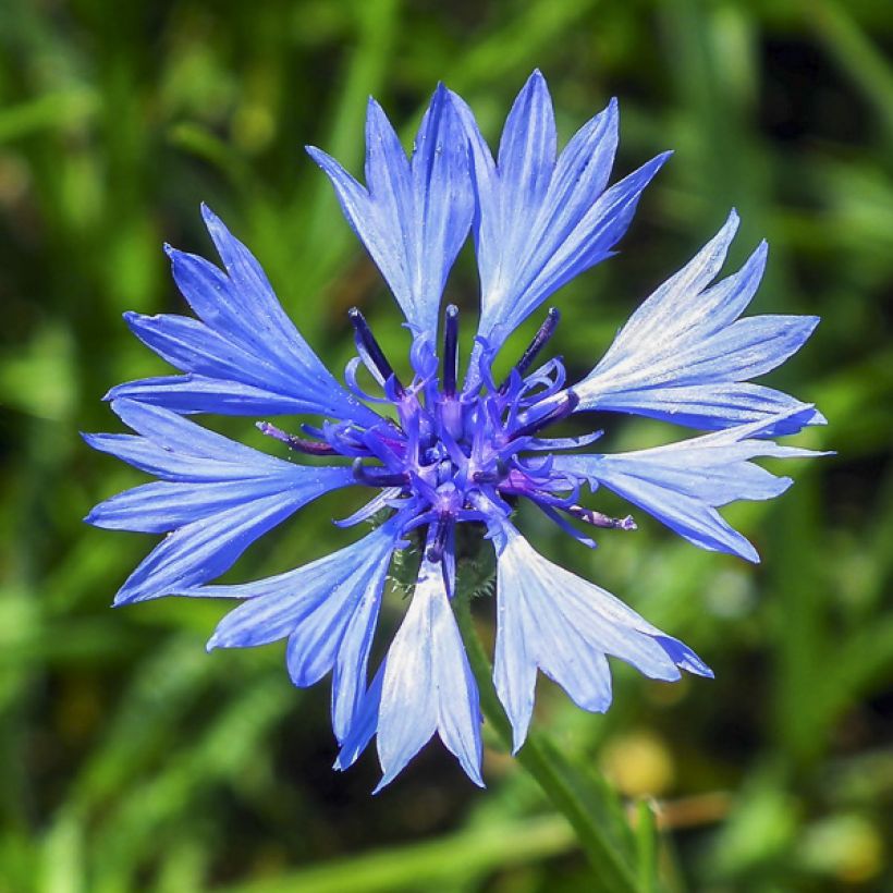 Kornblume Mix (Samen) - Centaurea cyanus (Blüte)