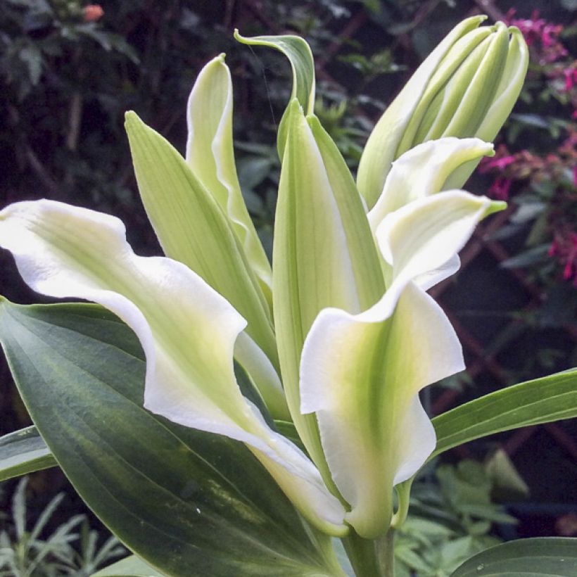 Orientalische Lilie Polar Star - Lilium oriental (Blüte)