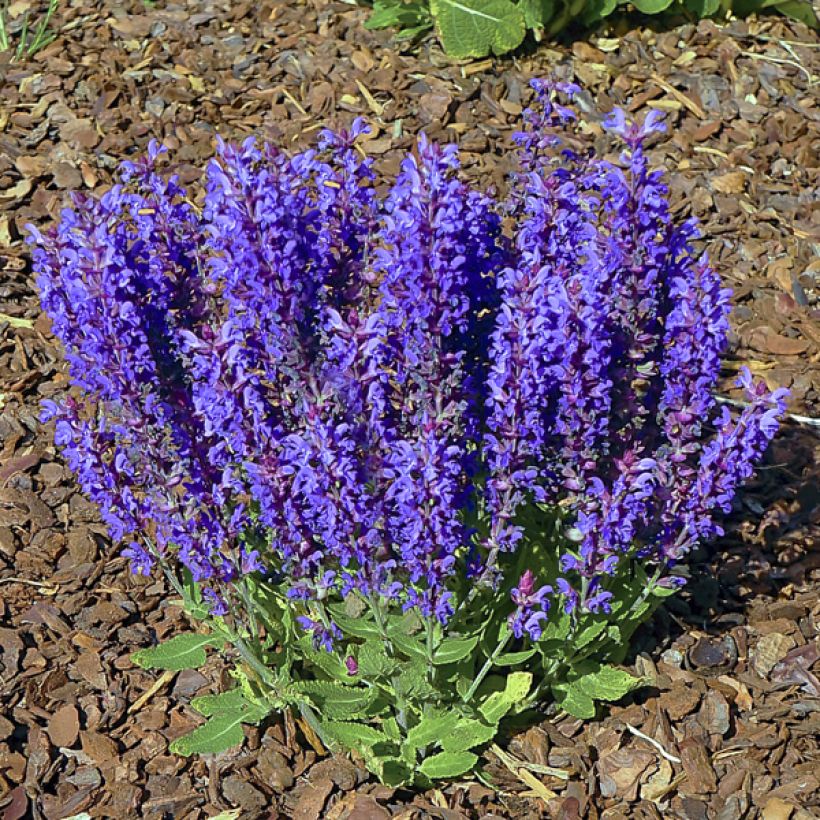 Salvia nemorosa Blue Bouquetta - Steppen-Salbei (Hafen)