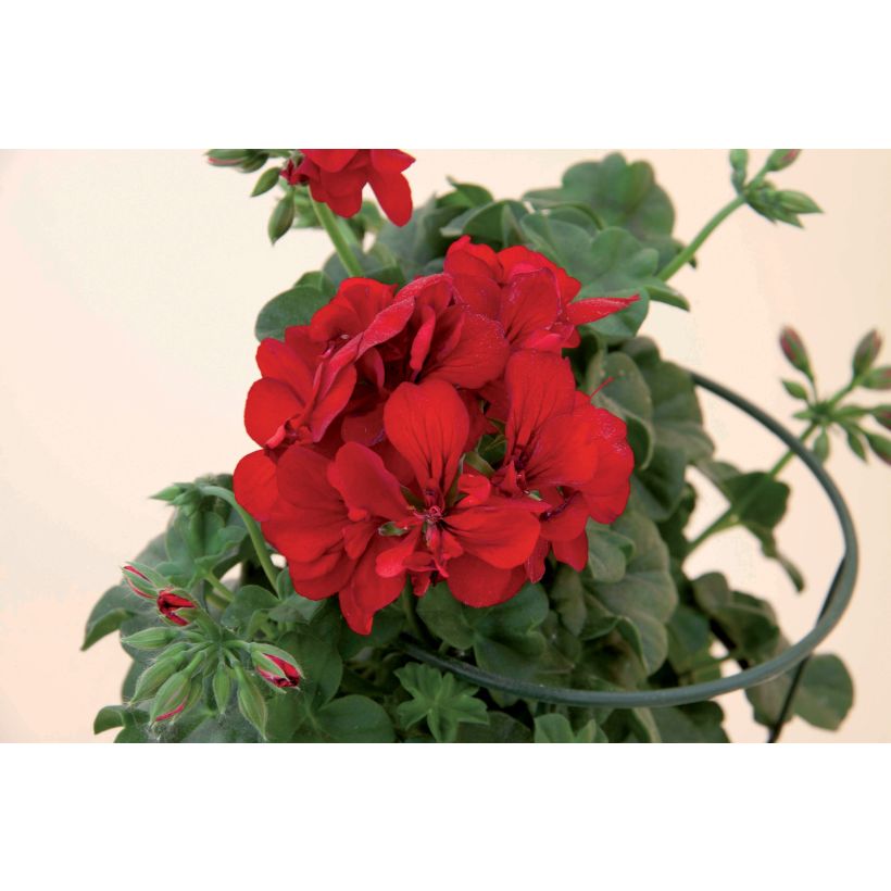 Hängegeranie Double Royal Brillant Red - Pelargonium (Blüte)