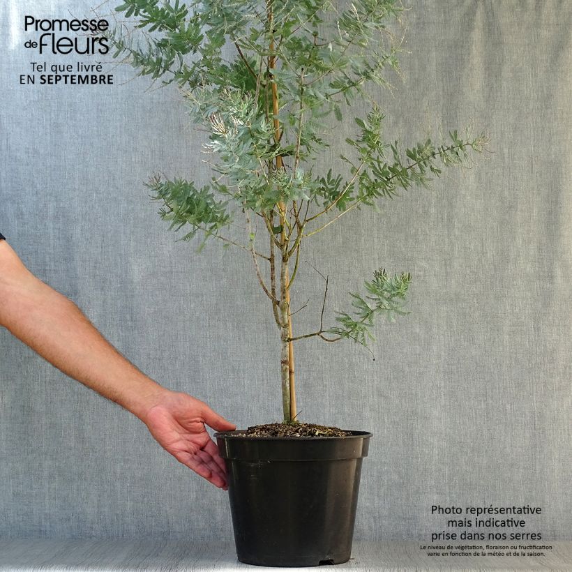 Exemplar von Acacia baileyana Songlines - Mimosa de Bailey Pot de 7L wie im Herbst geliefert