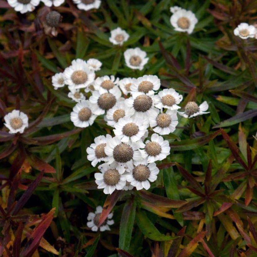 Achillea ptarmica Nana Compacta - Sumpf-Schafgarbe (Hafen)