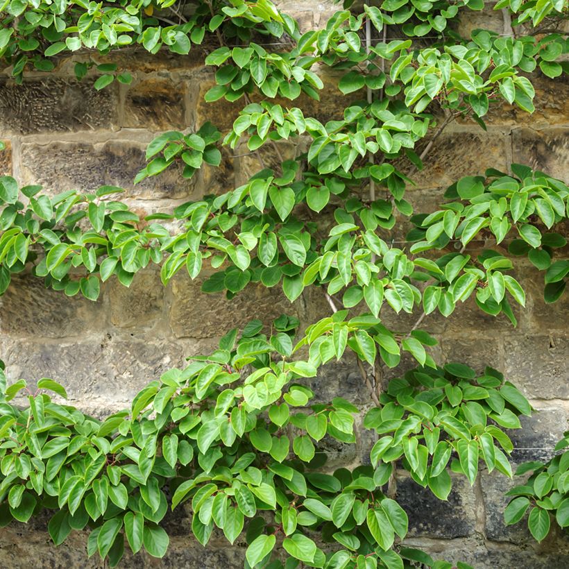 Actinidia arguta Romeo - Zwerg Kiwi (Hafen)