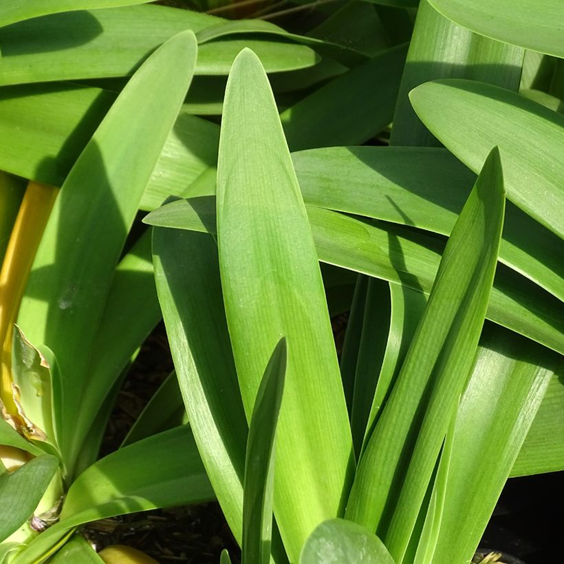 Agapanthus praecosubsp. orientalis Full Moon - Schmucklilie (Laub)