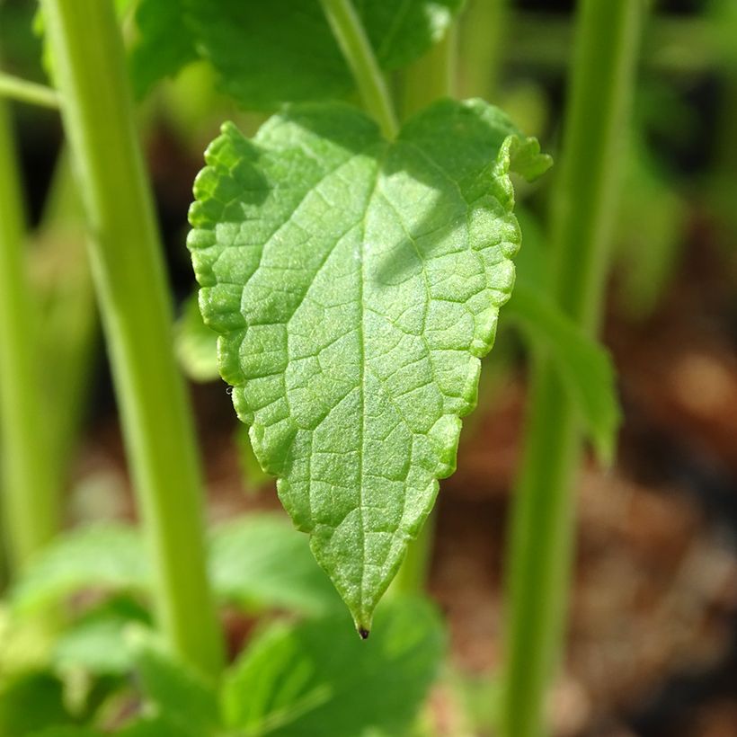 Agastache rugosa Alabaster - Duftnessel (Laub)