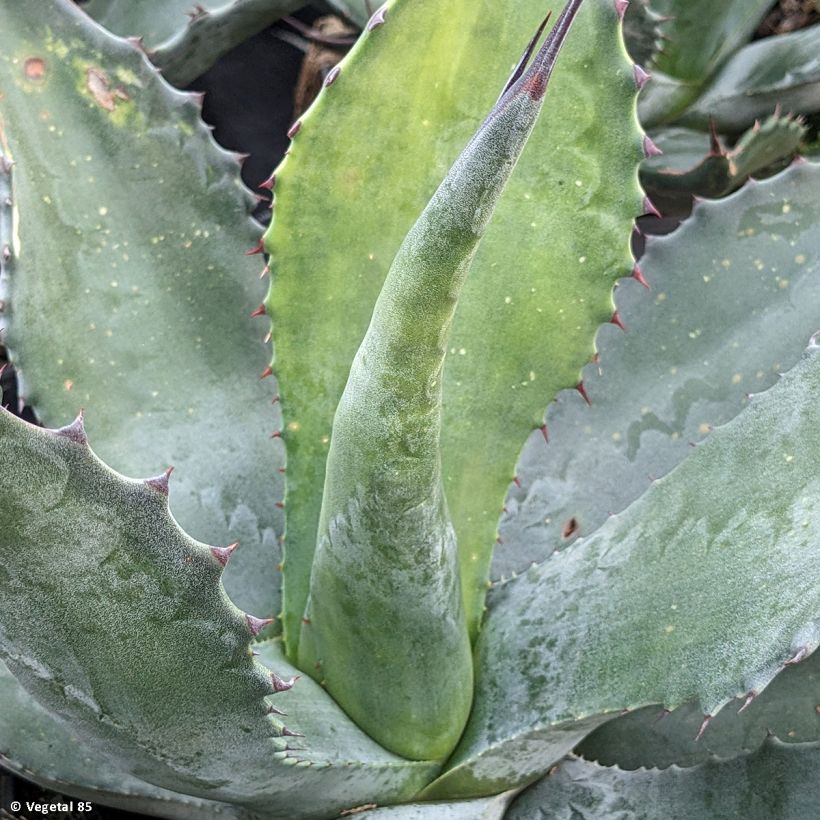 Agave salmiana (Laub)