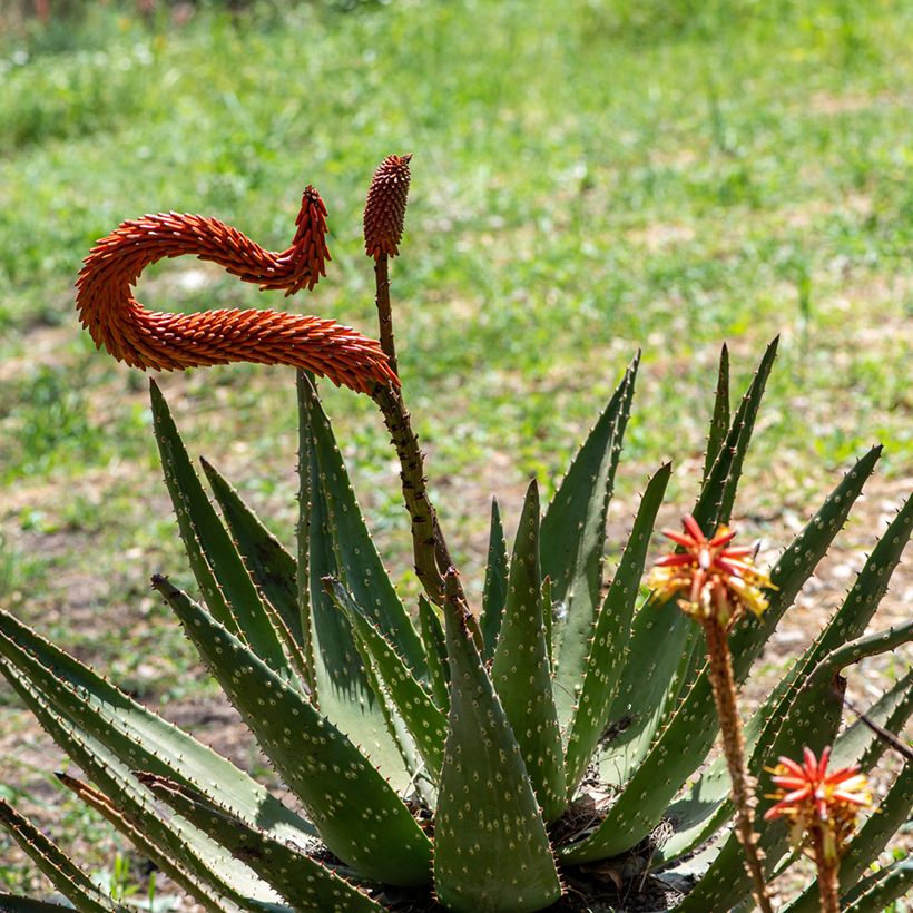 Aloe ferox - Kap-Aloe (Blüte)