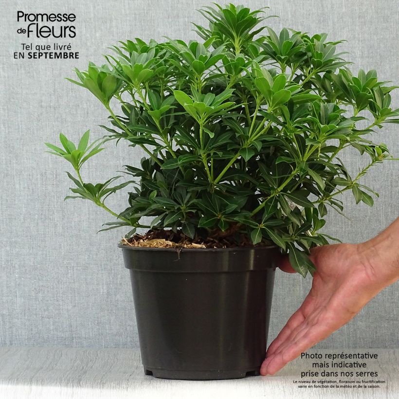 Exemplar von Andromède du Japon - Pieris japonica Sarabande Pot de 4L/5L wie im Herbst geliefert