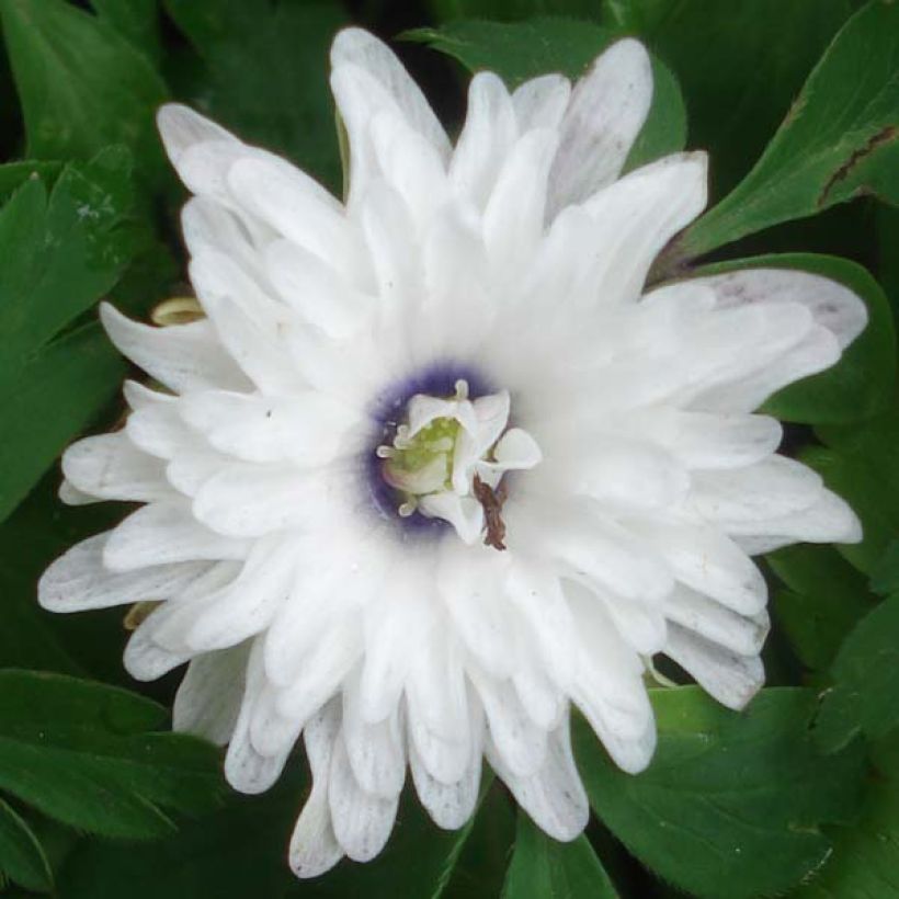 Anemone nemorosa Blue Eyes - Busch-Windröschen (Blüte)