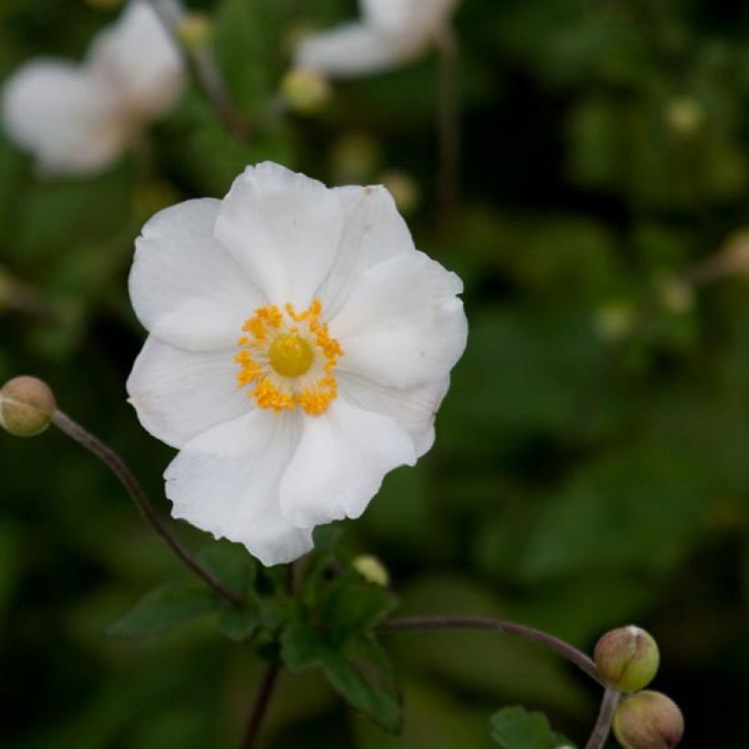 Anemone Andrea Atkinson - Japan-Herbst-Anemone (Blüte)