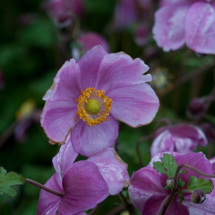 Anemone Rosenschale - Japan-Herbst-Anemone (Blüte)