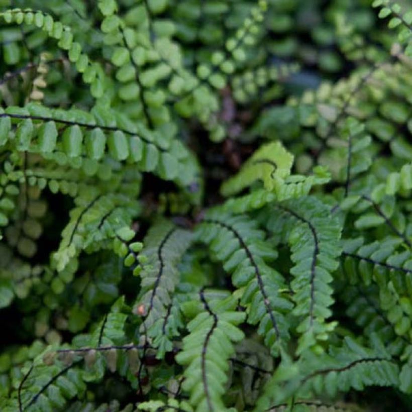 Asplenium trichomanes - Schwarzstieliger Strichfarn (Laub)