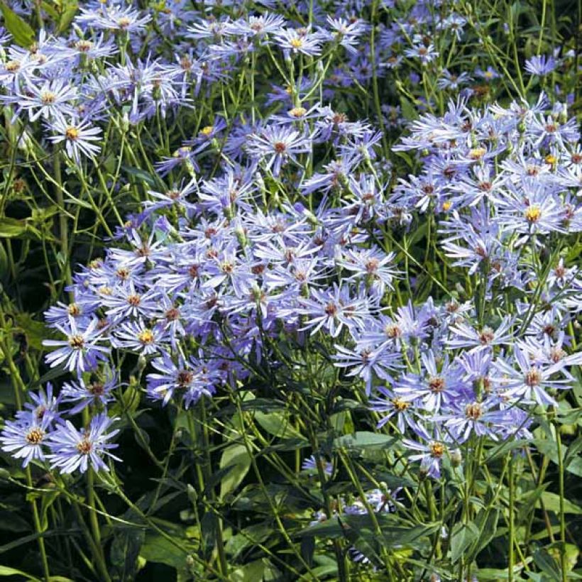 Aster macrophyllus Twilight - Großblättrige Aster (Hafen)