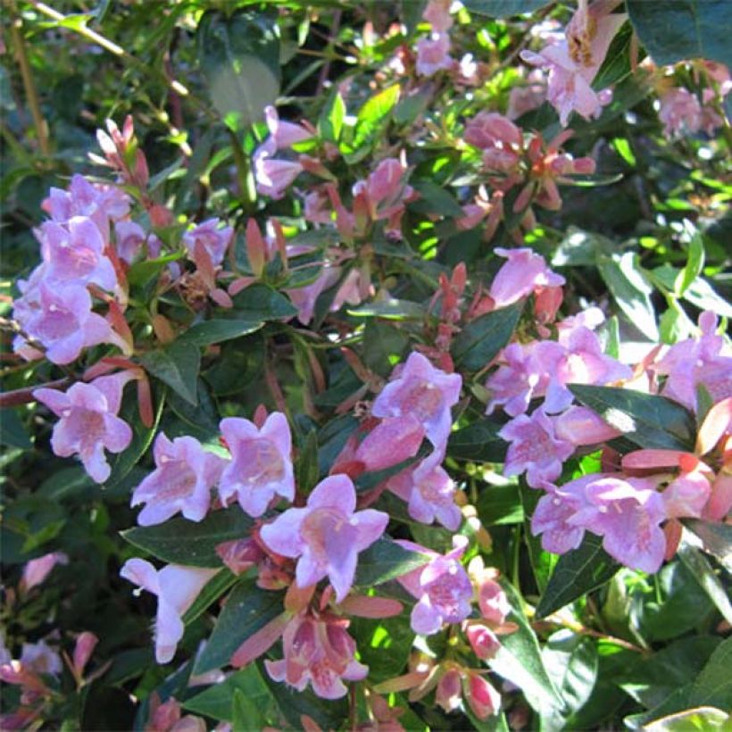 Abelia grandiflora Edward Goucher (Blüte)