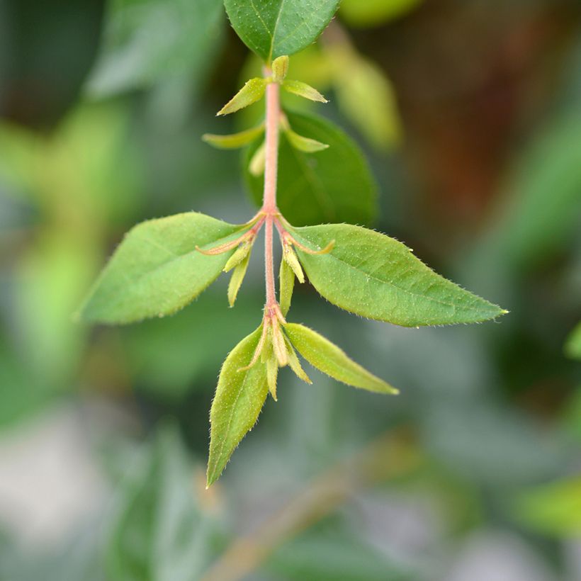 Abelia grandiflora Edward Goucher (Laub)