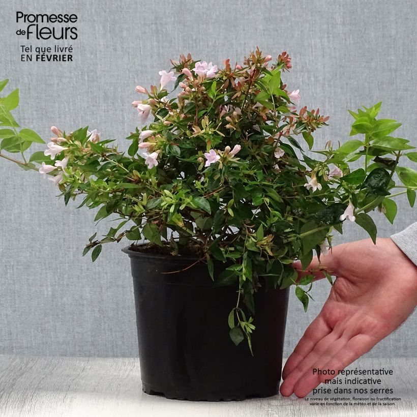 Exemplar von Abelia Edward Goucher pot de 2L/3L wie im Herbst geliefert