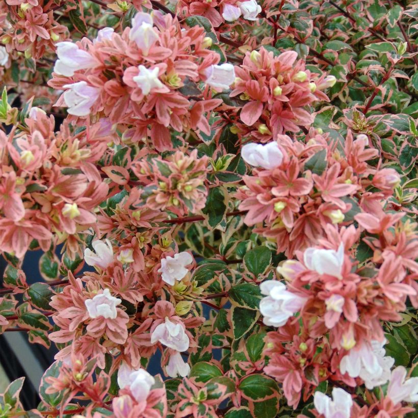 Abelia grandiflora Magic Daydream (Blüte)