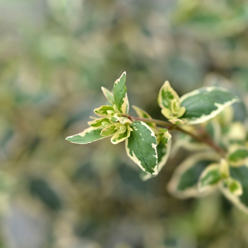 Abelia grandiflora Magic Daydream (Laub)